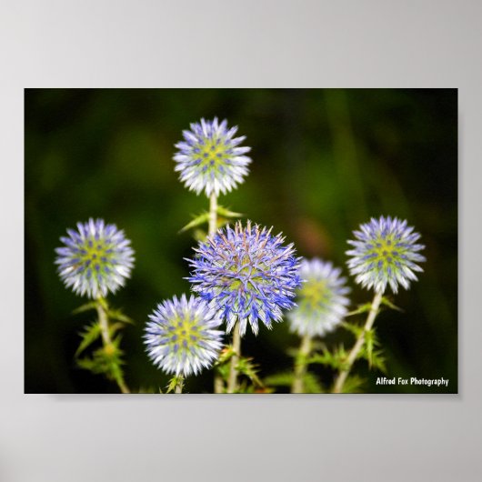 Echinops Sphaerocephalus, Glanduleuze Kogeldistels Poster (Voorkant)