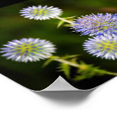 Echinops Sphaerocephalus, Glanduleuze Kogeldistels Poster (Hoek)