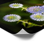 Echinops Sphaerocephalus, Glanduleuze Kogeldistels Poster (Hoek)