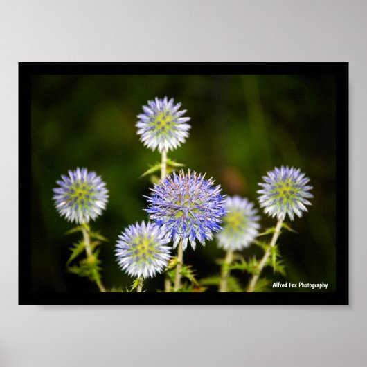 Echinops Sphaerocephalus, Glanduleuze Kogeldistels Poster (Voorkant)