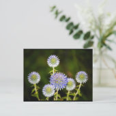 Echinops Sphaerocephalus, Klierige Kogeldistel Briefkaart (Staand voorkant)