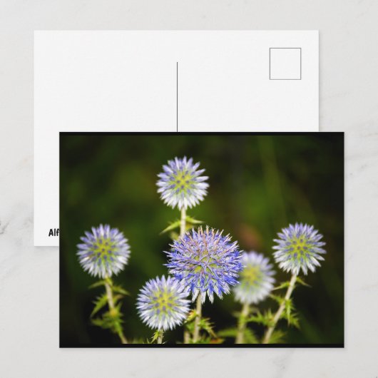 Echinops Sphaerocephalus, Klierige Kogeldistel Briefkaart (Voorkant / Achterkant)