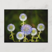 Echinops Sphaerocephalus, Klierige Kogeldistel Briefkaart (Voorkant)