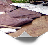 Echinopsis Bruchii Poster (Hoek)