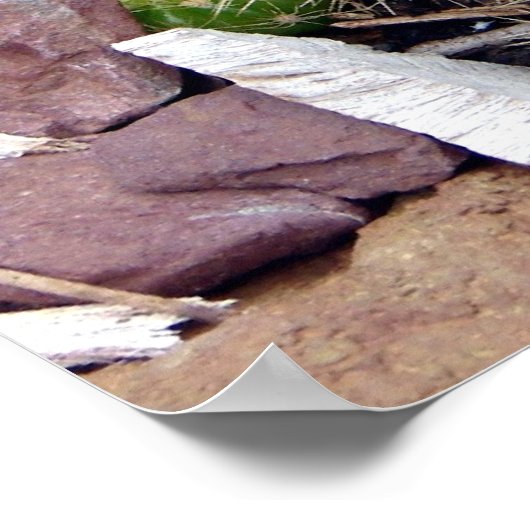 Echinopsis Bruchii Poster (Hoek)