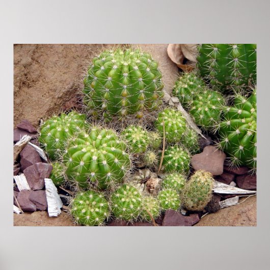Echinopsis Bruchii Poster (Voorkant)
