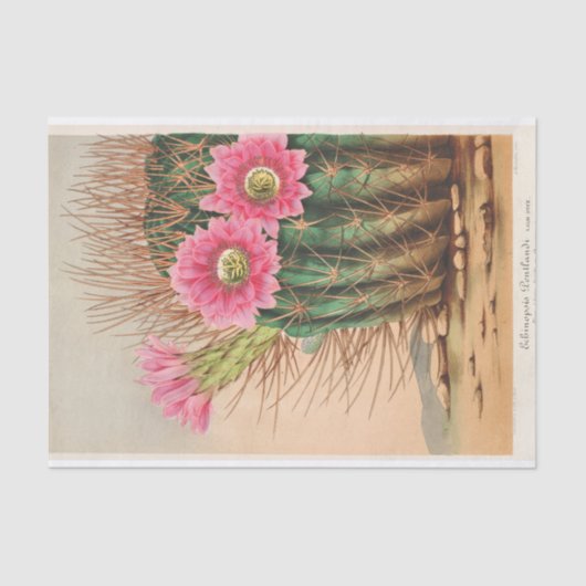 Echinopsis Pentlandi door Charles Antoine Lemaire Tissuepapier (Voorkant)