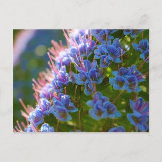 Echium Candicans Briefkaart
