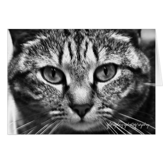 Echo (Voorkant Horizontaal)