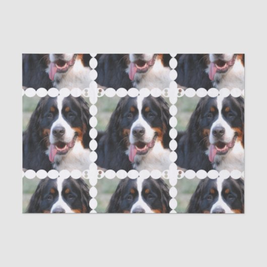 Echt Cute Bernese Mountain Dog Tissuepapier (Voorkant)