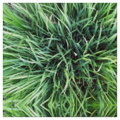 Echt graspatroon in tinten van levendig groen stof (Close Up)