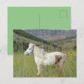 Echt Miniatuur Paard in bergen wens Briefkaart (Voorkant / Achterkant)