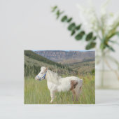 Echt Miniatuur Paard in de bergen gras schoonheid Briefkaart (Staand voorkant)
