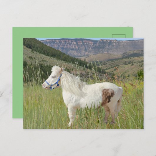 Echt Miniatuur Paard in de bergen gras schoonheid Briefkaart (Voorkant / Achterkant)