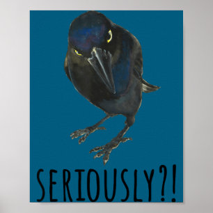 Echt Mpy Zwarte Spreeuw Zwarte Vogel Poster