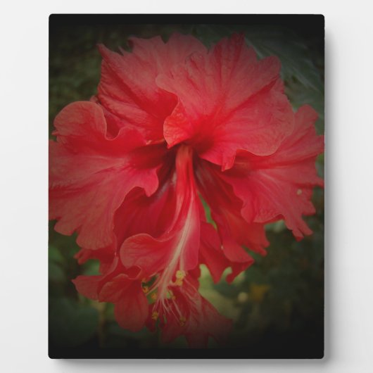 Echt rood fotoplaat (Voorkant)