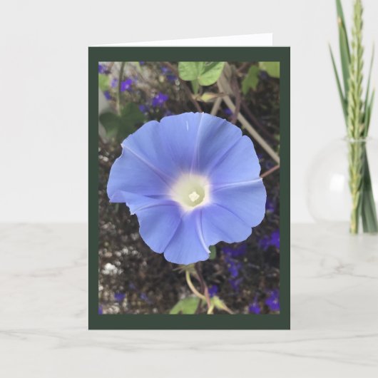 Echte Blauwe Morgen Glorie Kaart (Voorkant)