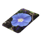 Echte Blauwe Morgenwinde Magneet (Linkerzijde)