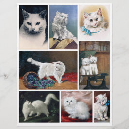 Echte (geen AI) Afbeeldingen van Witte Katten uit 