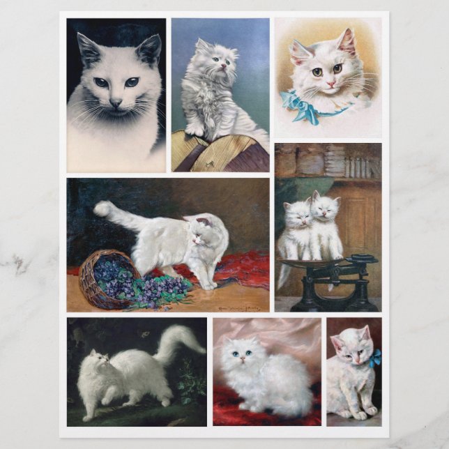 Echte (geen AI) Afbeeldingen van Witte Katten uit  (Voorkant)