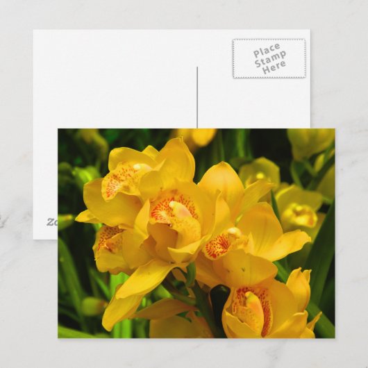 Echte gele bloem briefkaart (Voorkant / Achterkant)