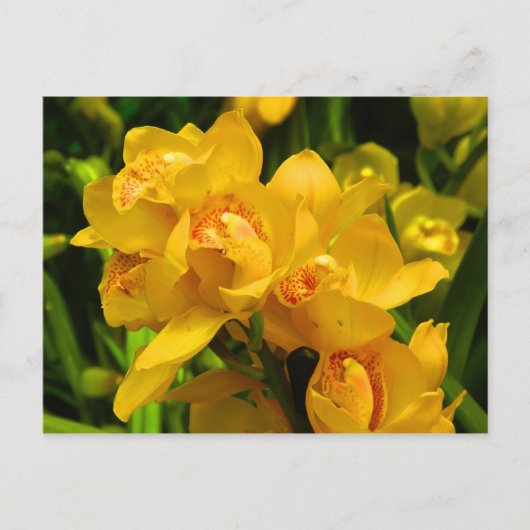 Echte gele bloem briefkaart (Voorkant)