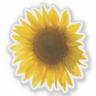 Echte gele zonnebloem afbeelding sticker
