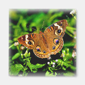 Echte kleuren - Buckeye Butterfly Magnet (Voorkant)