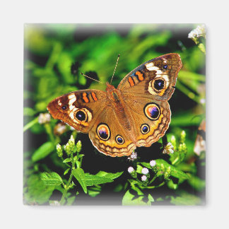 Echte kleuren - Buckeye Butterfly Magnet