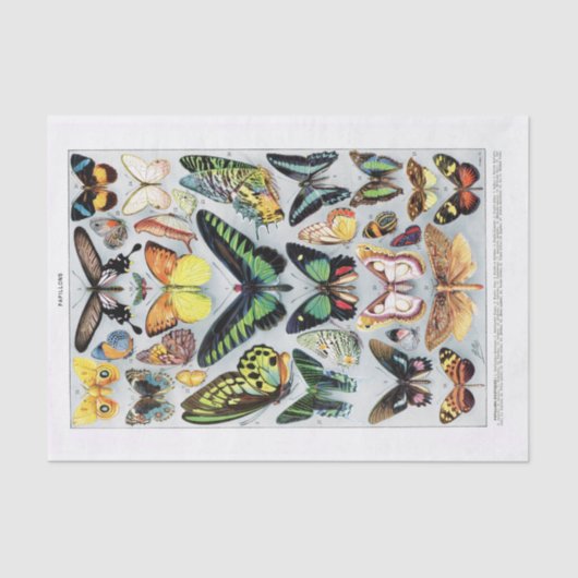Echte (niet AI)  vlindergrafiek Tissuepapier (Voorkant)