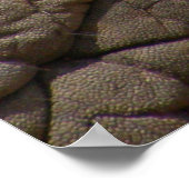 Echte olifantenhuid textuur, gerimpeld. poster (Hoek)