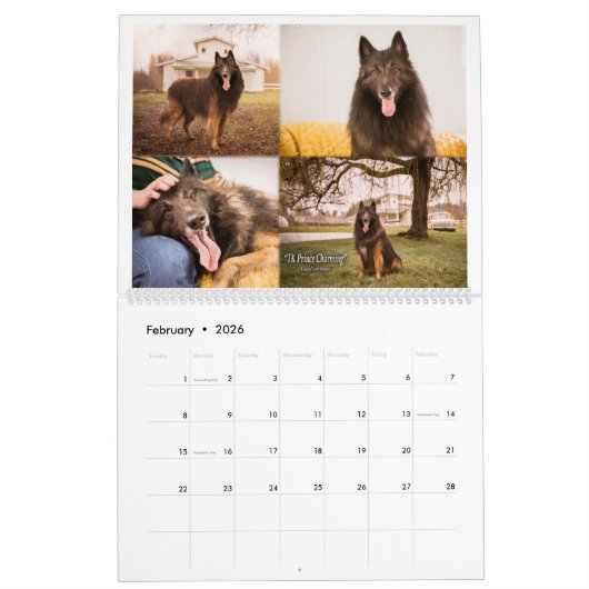 Echte Ridder Belgische Tervuren hond/puppy Kalende Kalender (Feb 2026)