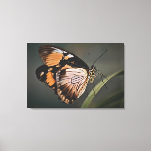 echte vlinder wandkunst, vlinder, vlinder canvas afdruk (Voorkant)