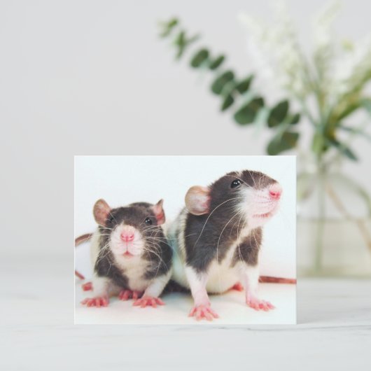 Echte vrouwen met eigen ratten! briefkaart (Staand voorkant)