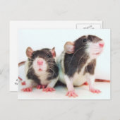 Echte vrouwen met eigen ratten! briefkaart (Voorkant / Achterkant)