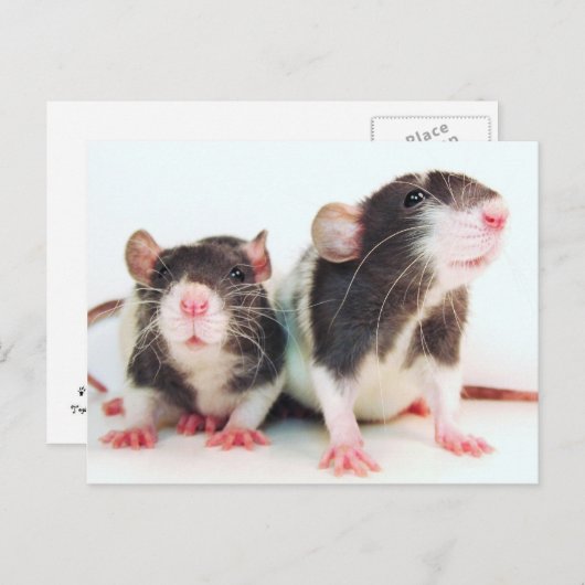 Echte vrouwen met eigen ratten! briefkaart (Voorkant / Achterkant)