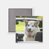 Echtgenoot van converteerbare hond magneet (Voorkant / Achterkant)