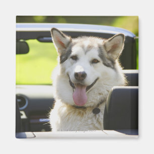 Echtgenoot van converteerbare hond magneet