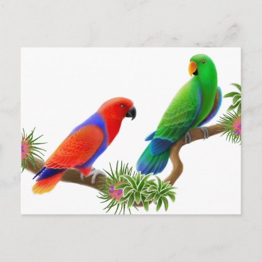 Eclectus Birds Briefkaart (Voorkant)