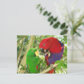 Eclectus Pair Briefkaart (Staand voorkant)