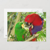 Eclectus Pair Briefkaart (Voorkant / Achterkant)