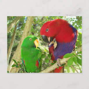 Eclectus Pair Briefkaart