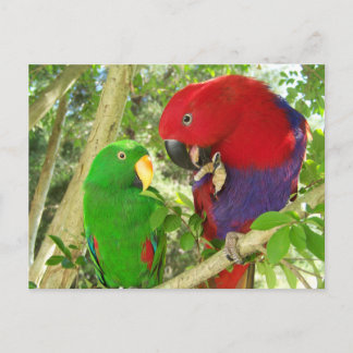 Eclectus Pair Briefkaart