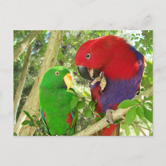 Eclectus Pair Briefkaart (Voorkant)