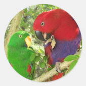 Eclectus Pair Ronde Sticker (Voorkant)