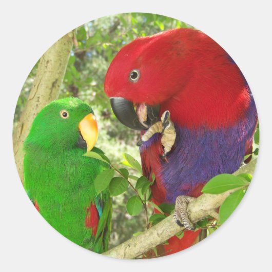 Eclectus Pair Ronde Sticker (Voorkant)