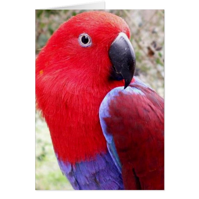 Eclectus Parrot (Voorkant)
