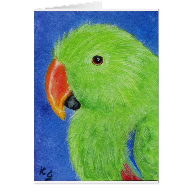 Eclectus Parrot (Voorkant)