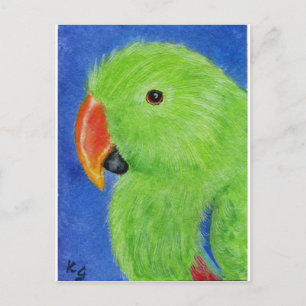 Eclectus Parrot Briefkaart
