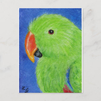 Eclectus Parrot Briefkaart